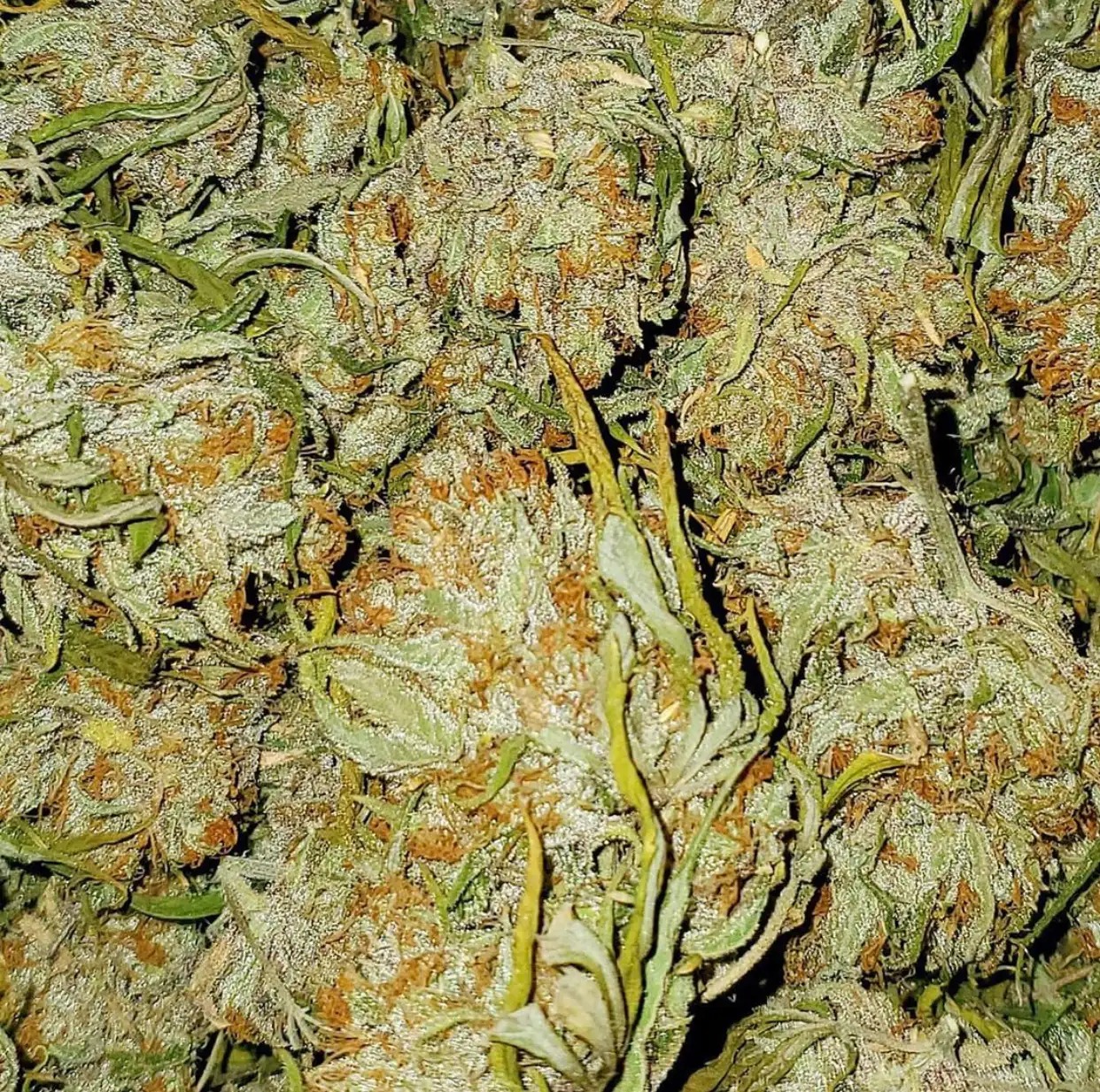 Sour-Diesel.jpg