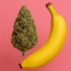 Banana Kush Indica Oil