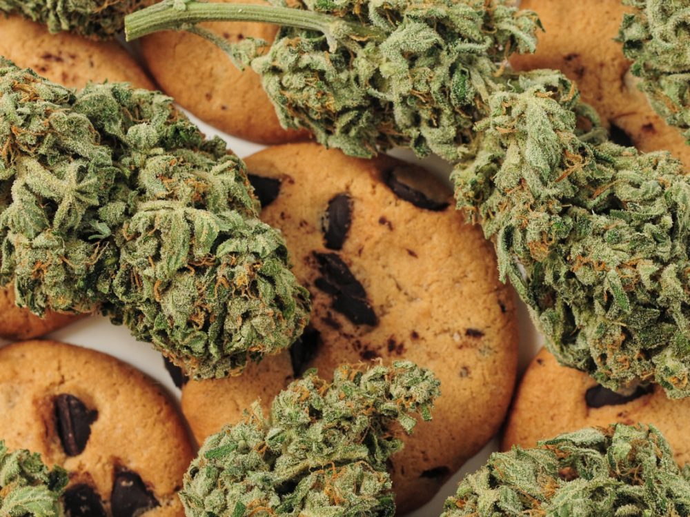 Berner Cookies Strain