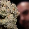 Berners Cookie Strain
