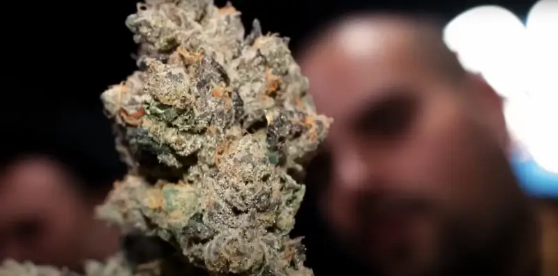 Berners Cookie Strain