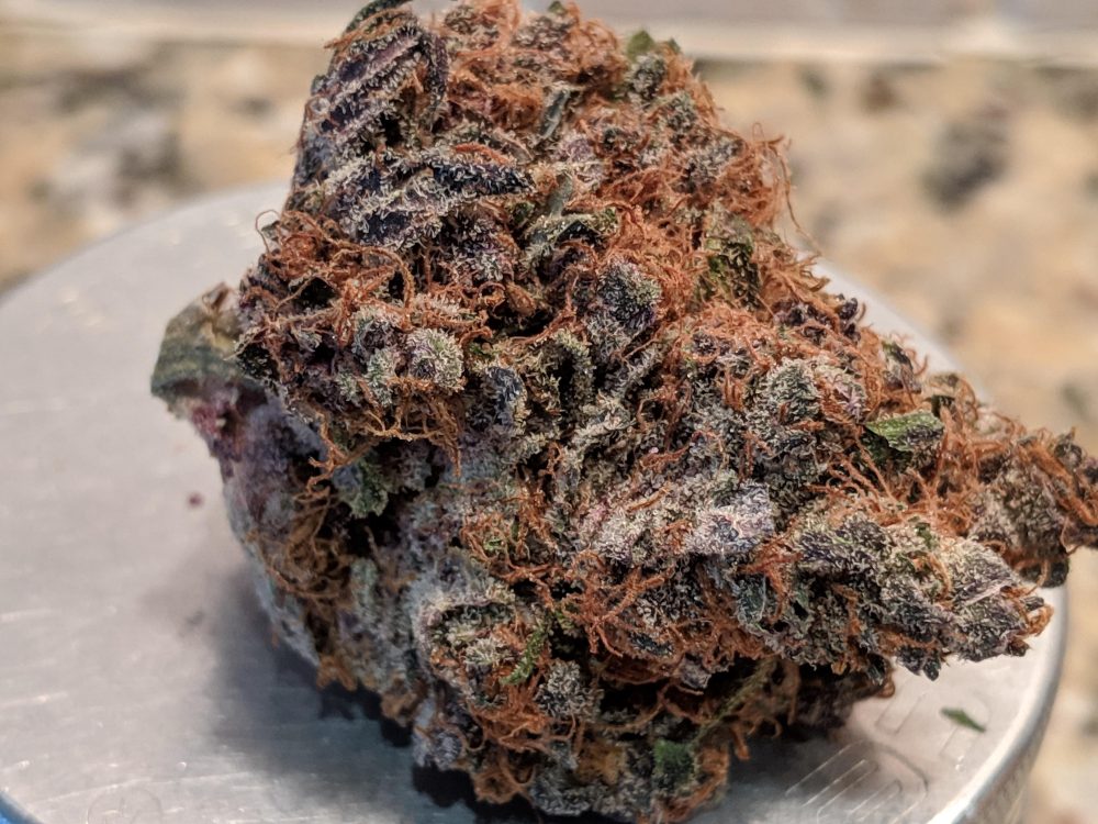 Black Cherry Maduro Strain