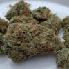 Black Russian Strain