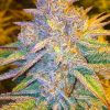 Blackberry Cream Strain