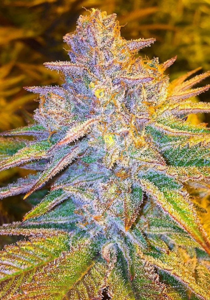 Blackberry Cream Strain