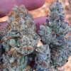 Blue Cheese Strain