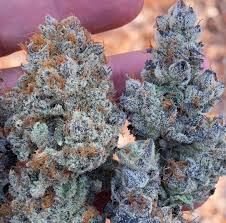 Blue Cheese Strain