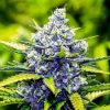Blue Cheese Weed