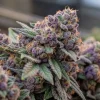 Blueberry Og