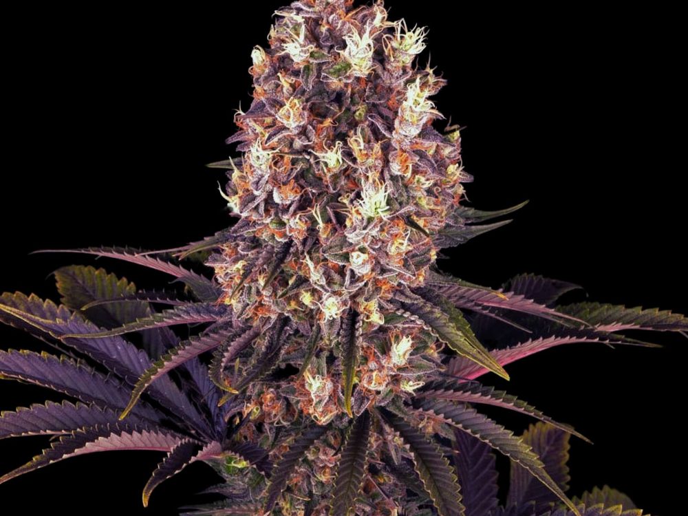 Blueberry Og Strain