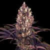 Blueberry Og Strain