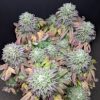 Bubba Kush