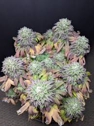 Bubba Kush