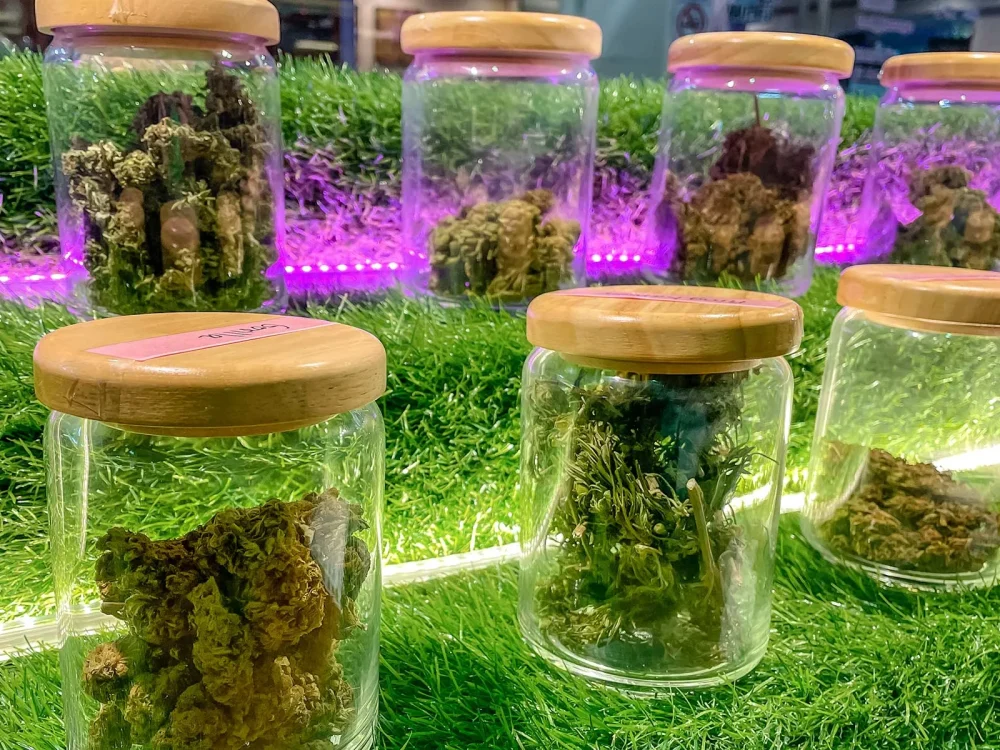 Buy Indica Cannabis Strains