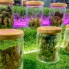 Buy Indica Cannabis Strains