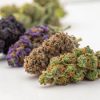 Buy Sativa Weed Online