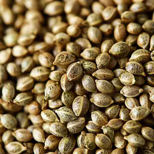 Buy Weed Seeds Near Me
