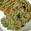 Dutch Strain