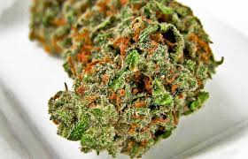 Dutch Strain