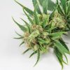 Dutch Treat Weed