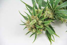 Dutch Treat Weed