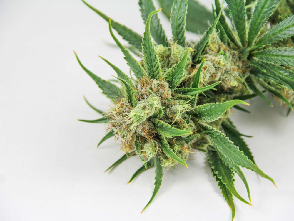 Dutch Treats Strain