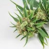 Dutch Treats Strain