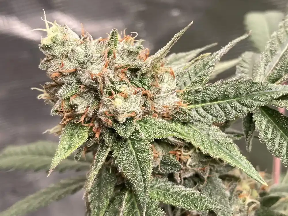Gruntz Strain Indica Or Sativa