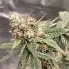 Gruntz Strain Indica Or Sativa