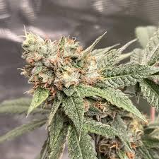 Gruntz Strain