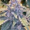 Jelly Bean Strain