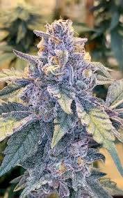 Jelly Bean Strain