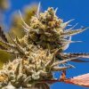 Lemon Berry Candy Og Strain