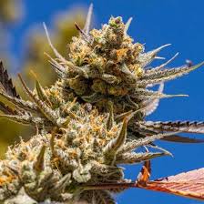 Lemon Berry Candy Og Strain