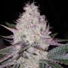 Lemon Berry Candy Og Weed