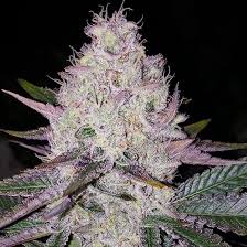 Lemon Berry Candy Og Weed