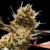 Lemon Berry Candy Strain