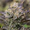 Member Berry Strain