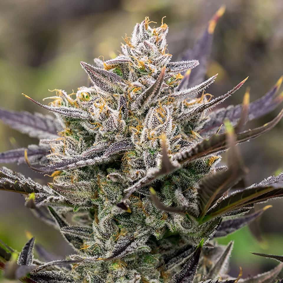 Member Berry Strain