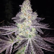 Mendo Breath Strain Info