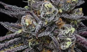 Mendo Breath Weed
