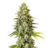 Original Glue Strain