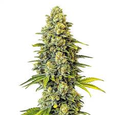 Original Glue Strain