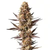 Pinapple Kush