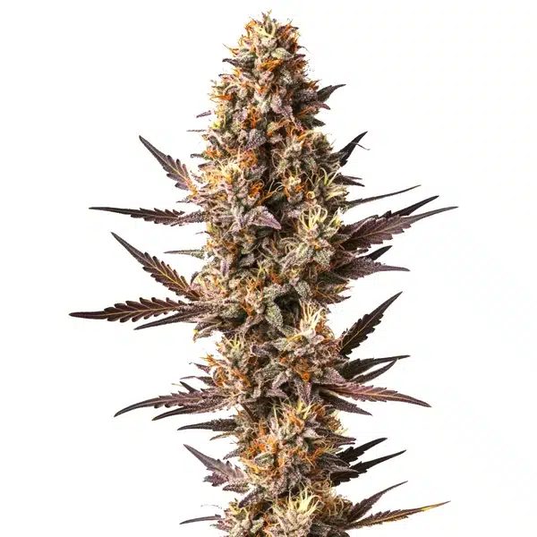 Pinapple Kush