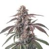 Pink Man Goo Strain