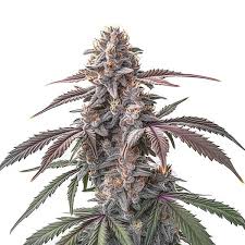 Pink Man Goo Strain