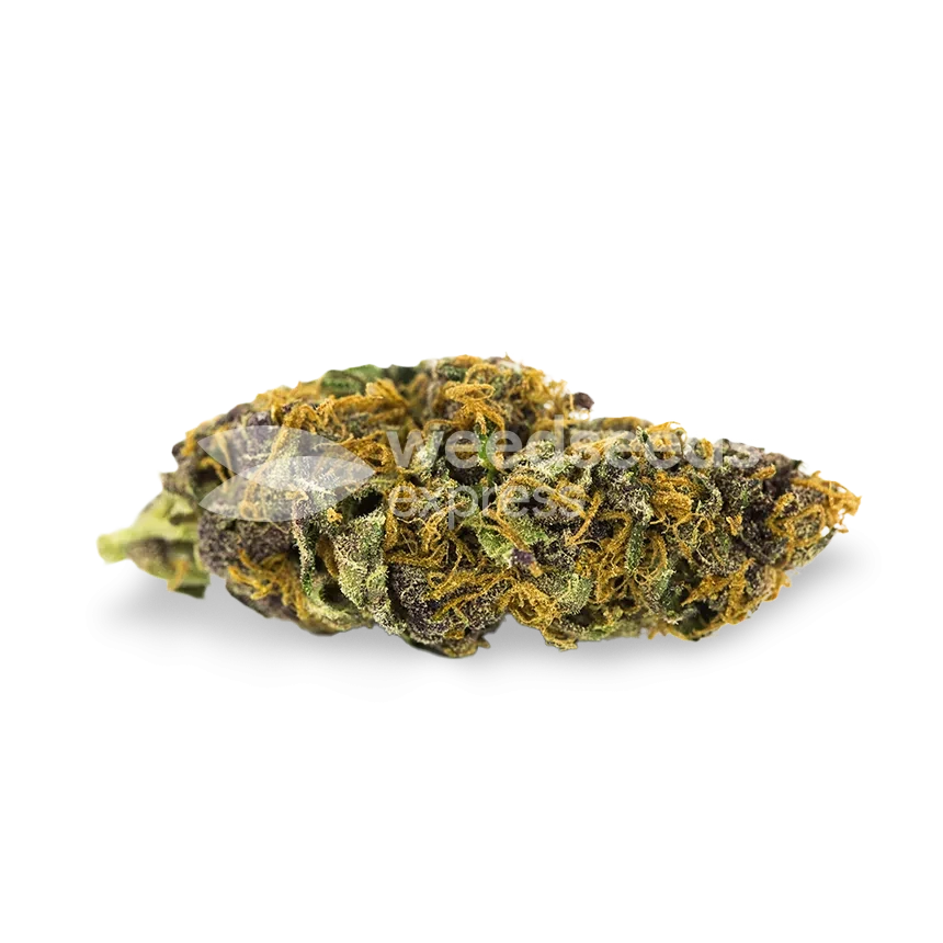 Pinkman Goo Seeds