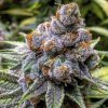 Pinkman Goo Strain Price
