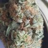 Queen Mother Goji Strain